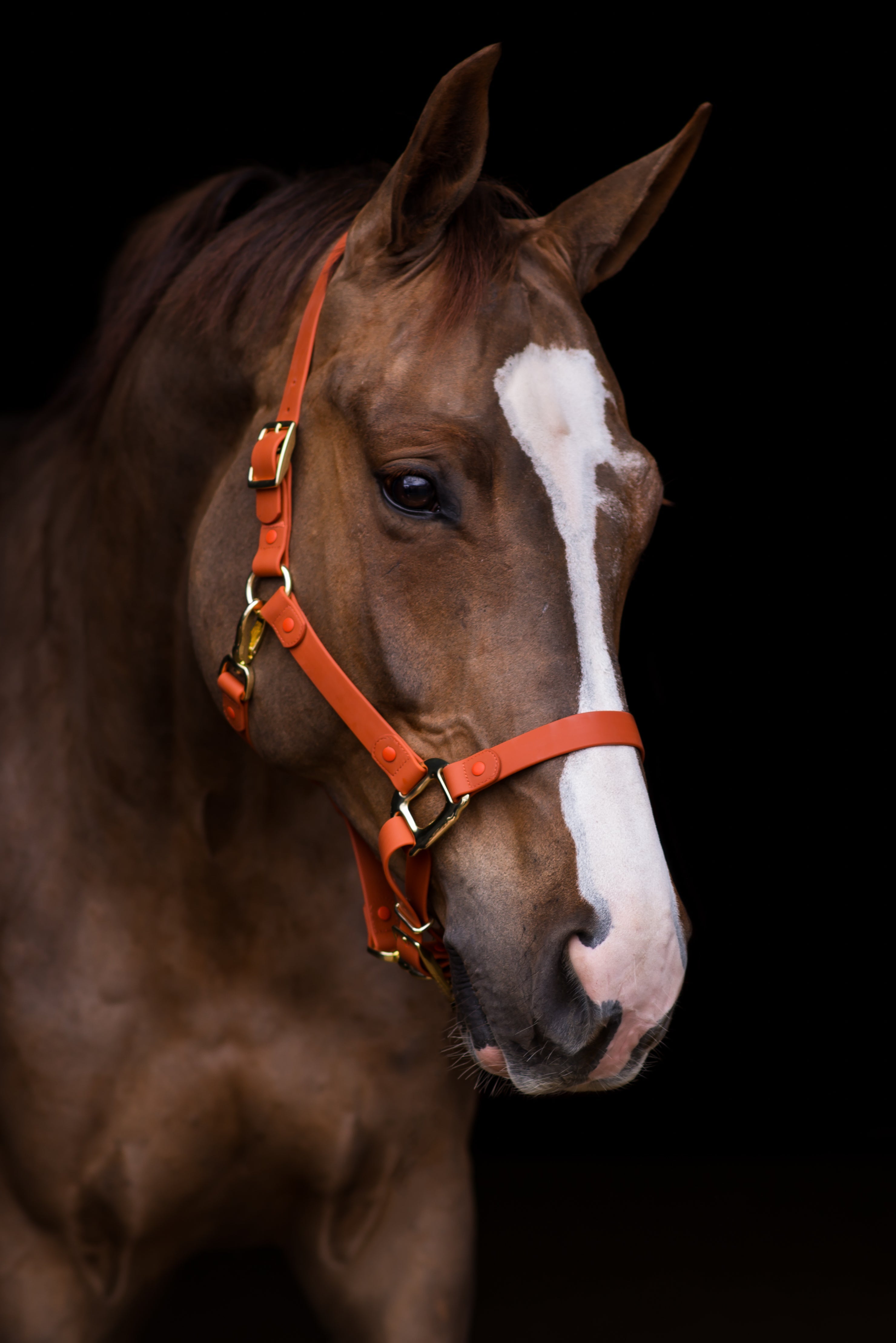 Why a Breakaway Halter Isn’t Optional — It’s Essential