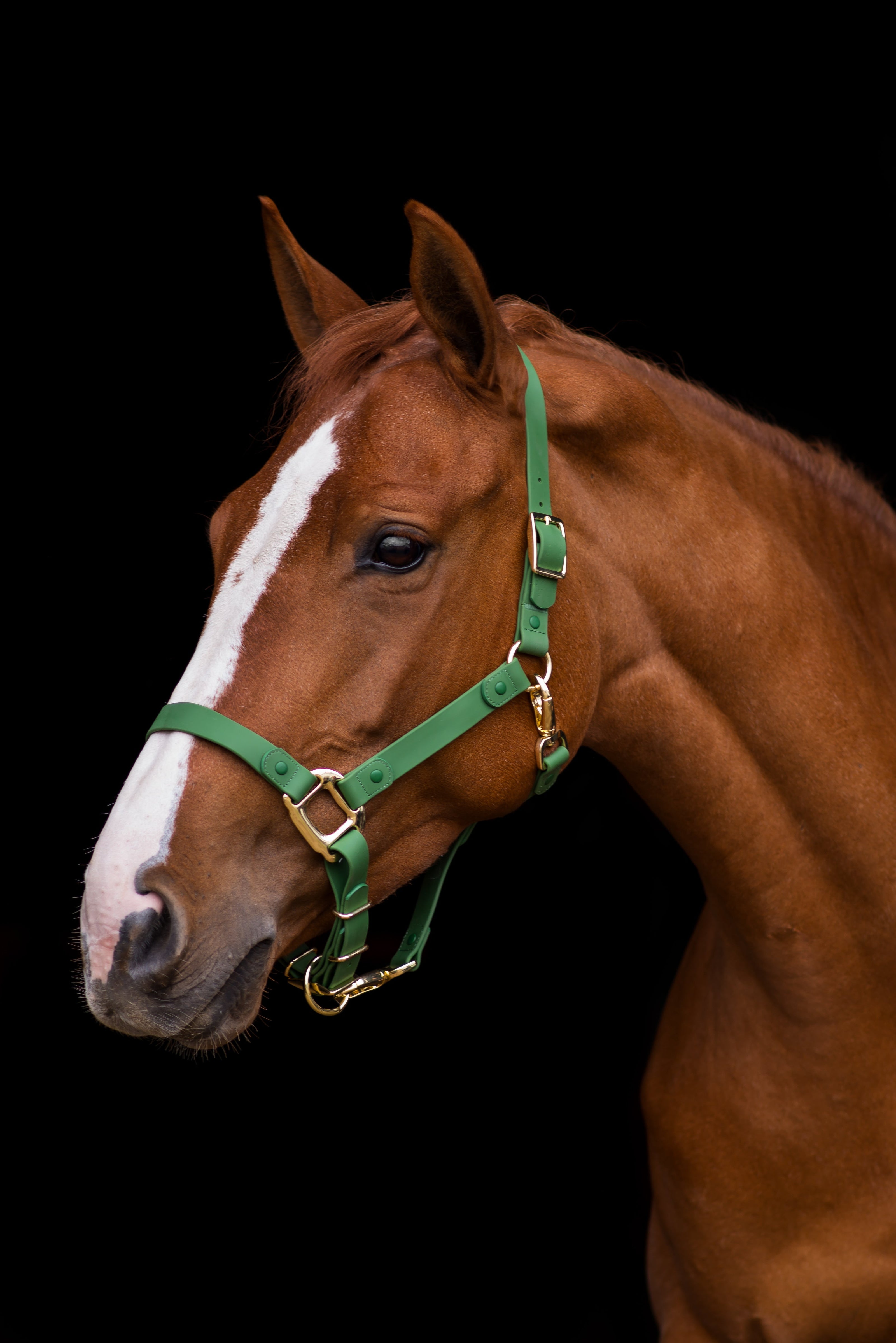 Waterproof Halters: A Game Changer for Daily Barn Life