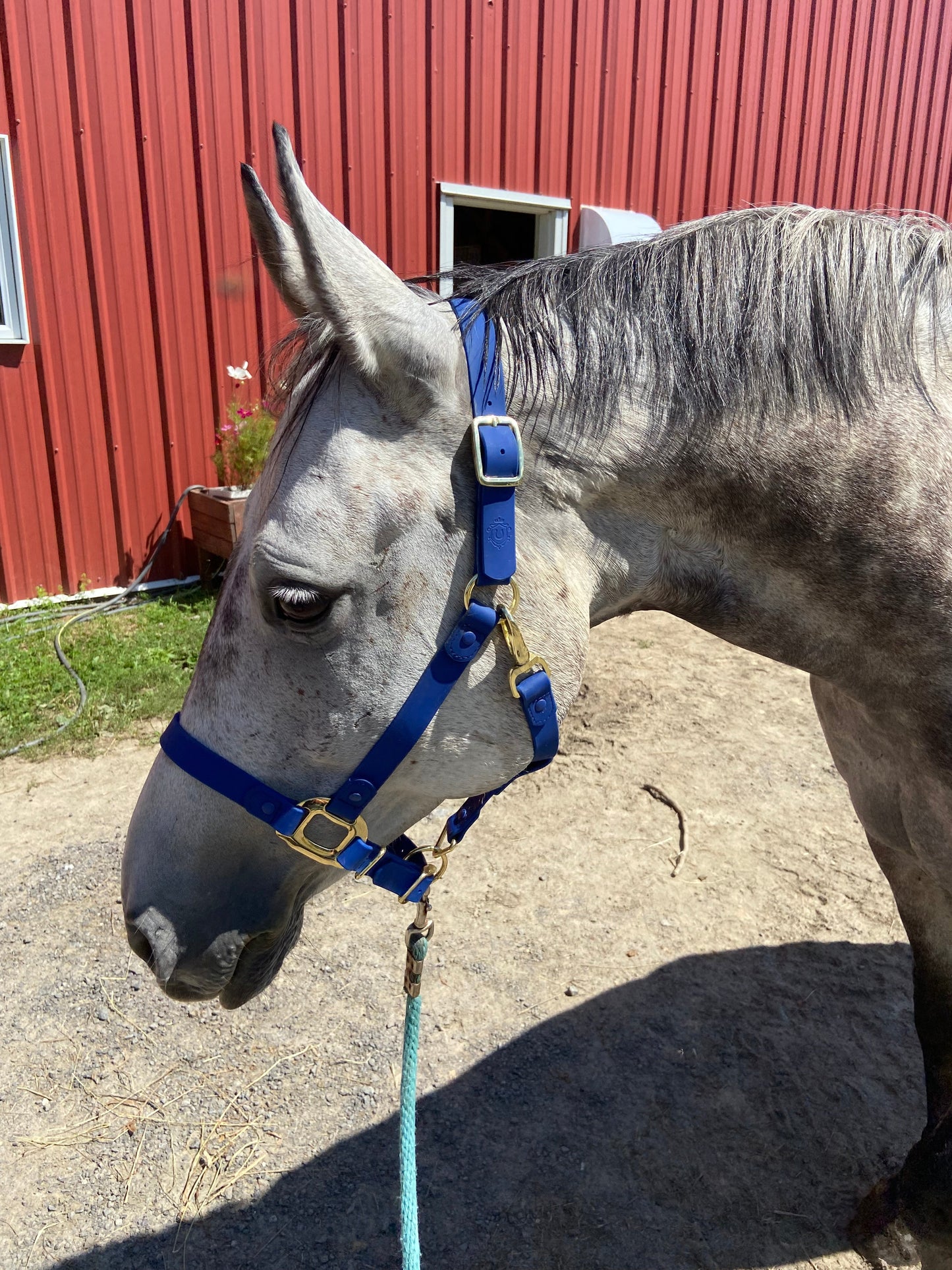 iCavalos Horse Halter Royal Blue