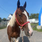 iCavalos Horse Halter Burgundy