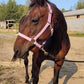 iCavalos Horse Halter Purple