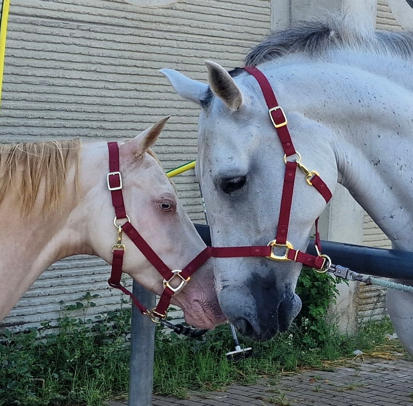 iCavalos Horse Halters