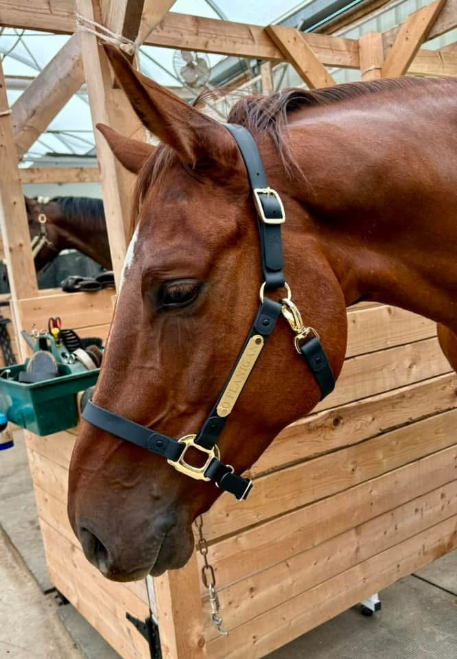 Personalized Halter