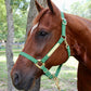 iCavalos Horse Halters