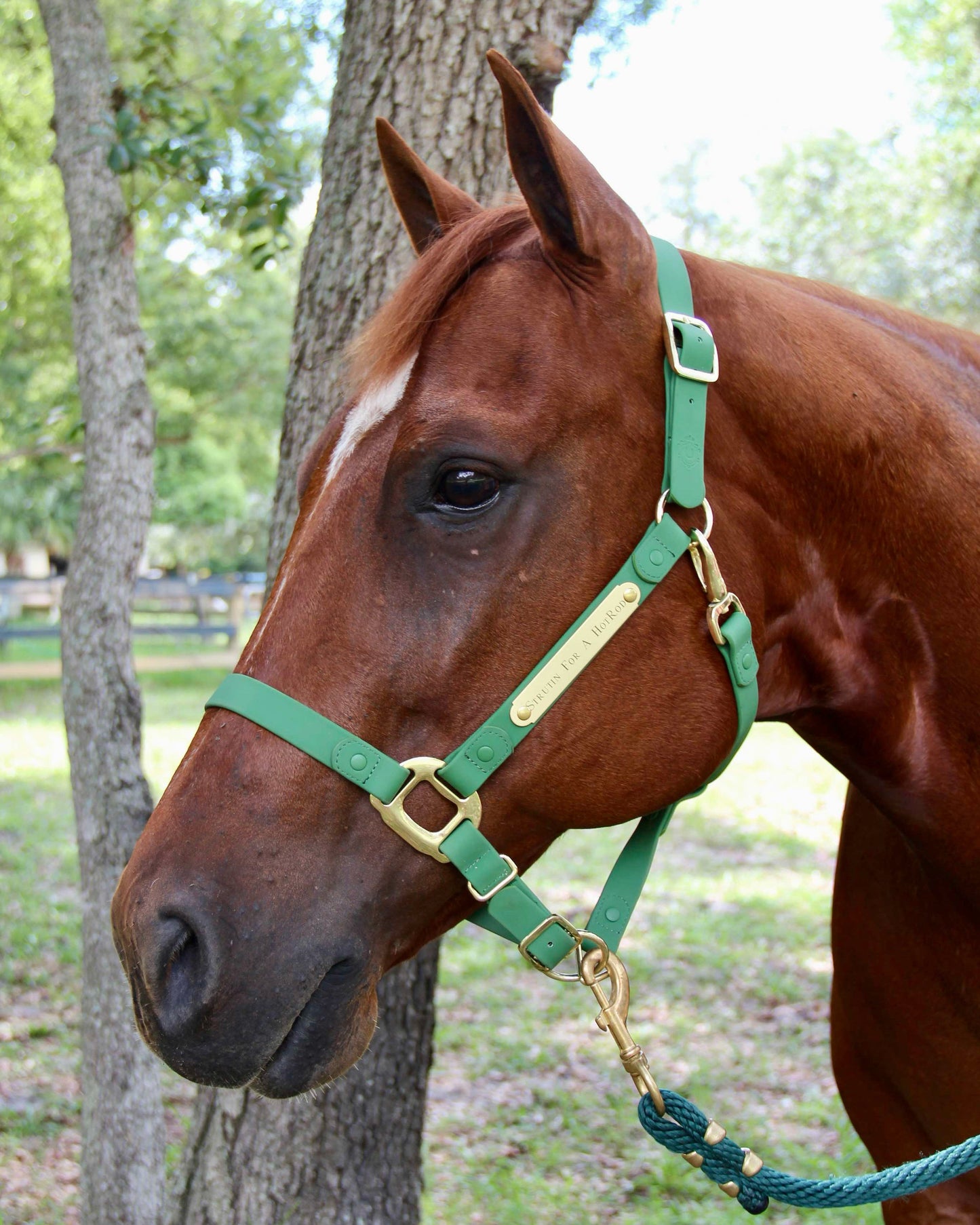 iCavalos Horse Halters