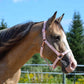 iCavalos Horse Halter Candy Pink