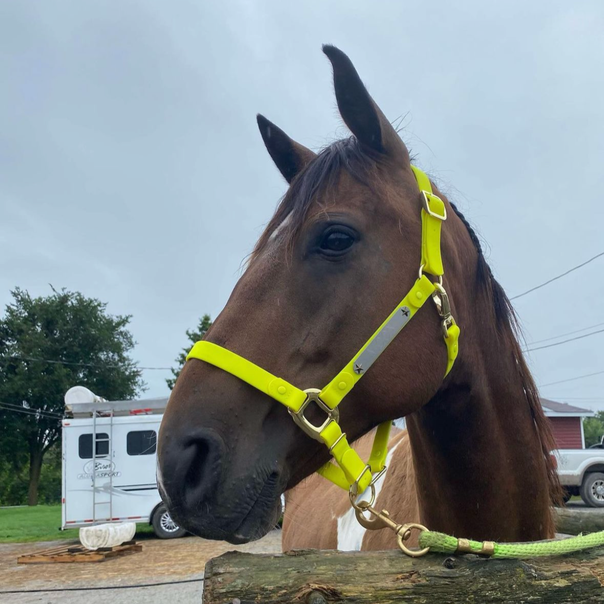 Personalized Halter