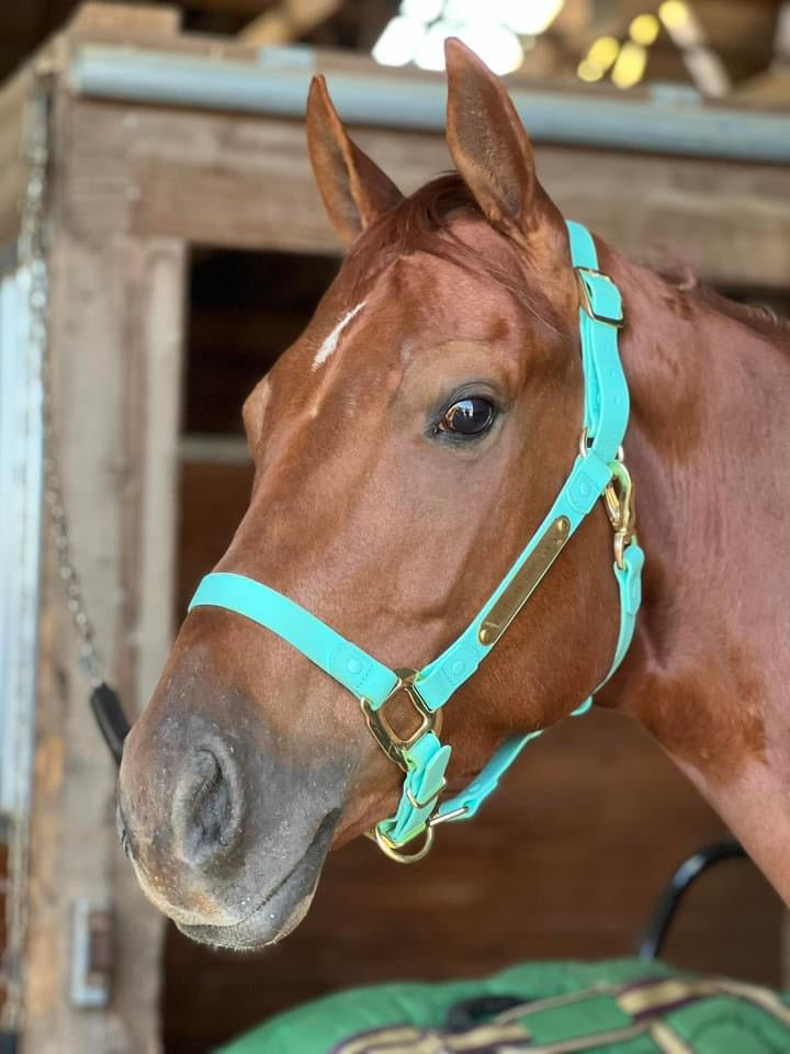 iCavalos Horse Halters