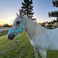 iCavalos Horse Halter Turquoise