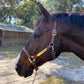 iCavalos Horse Halters
