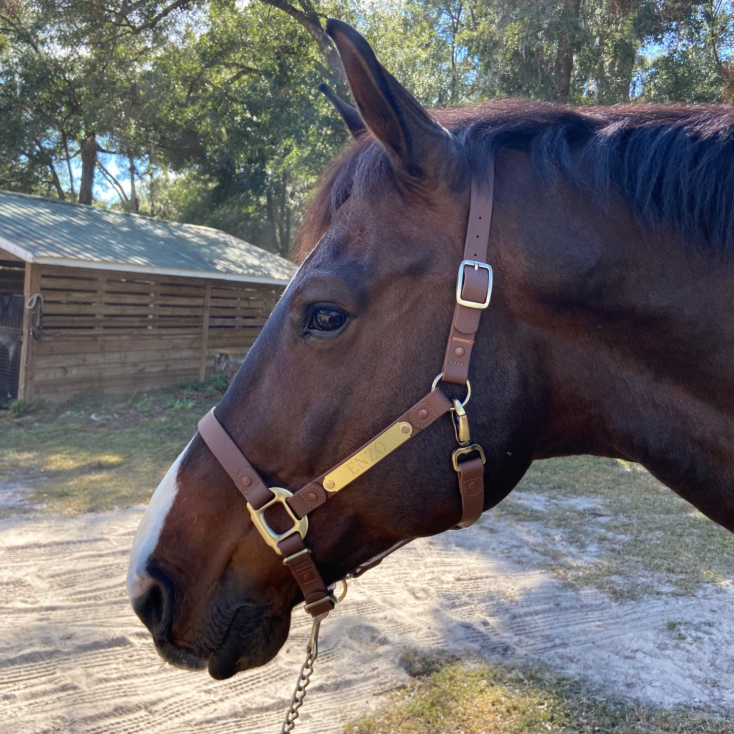 iCavalos Horse Halters