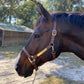 iCavalos Horse Halter Dark Brown