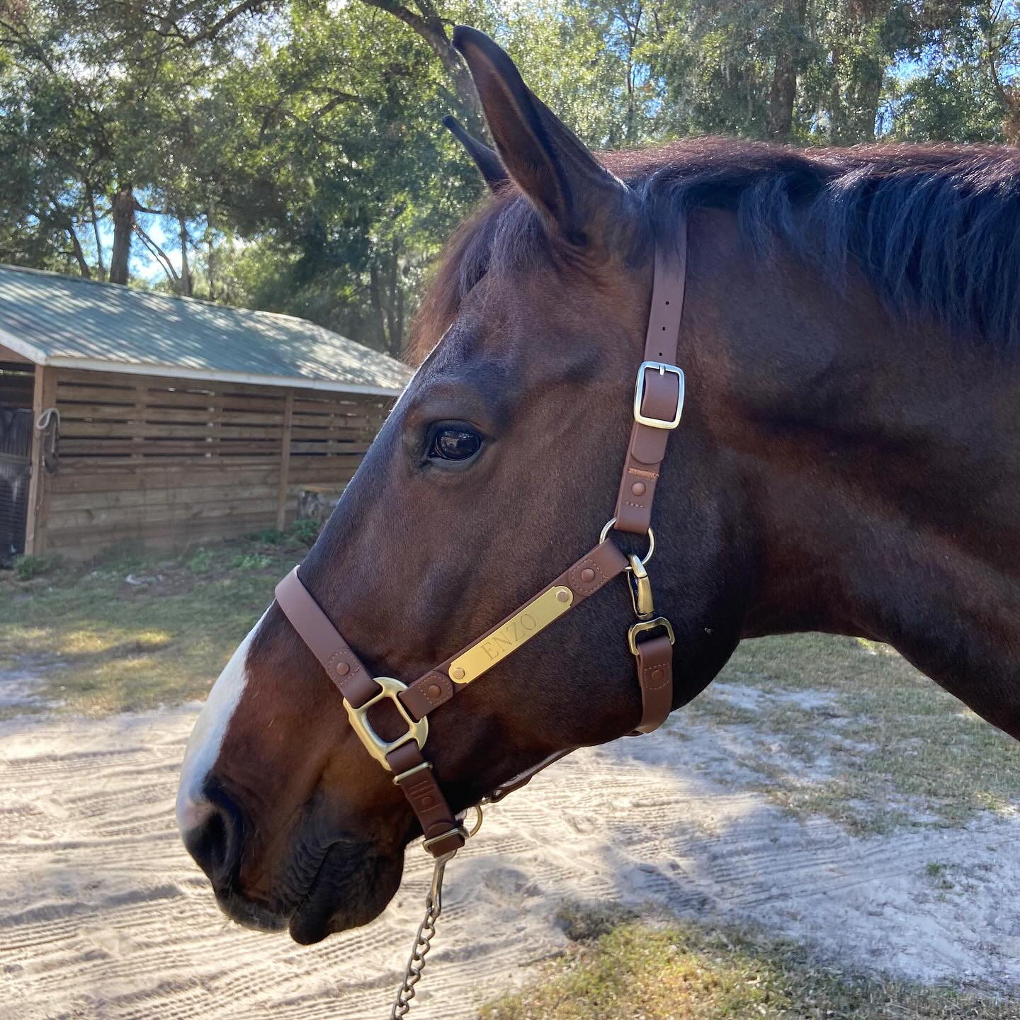 iCavalos Horse Halter Dark Brown
