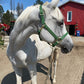 iCavalos Horse Halter Green