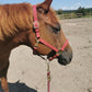 iCavalos Horse Halter Burgundy