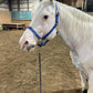 iCavalos Horse Halter Royal Blue