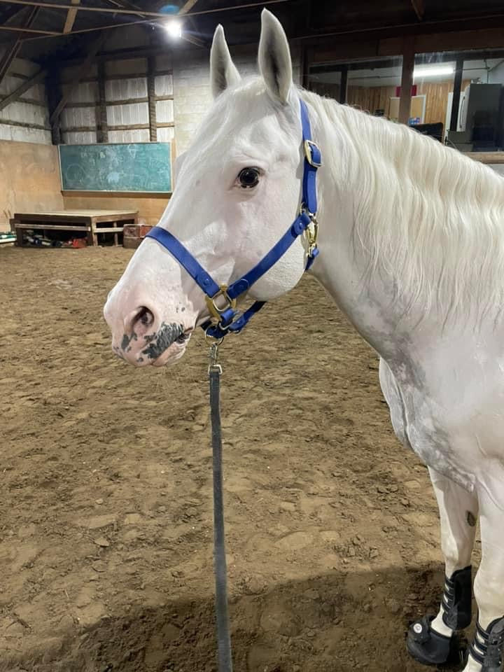 iCavalos Horse Halter Royal Blue