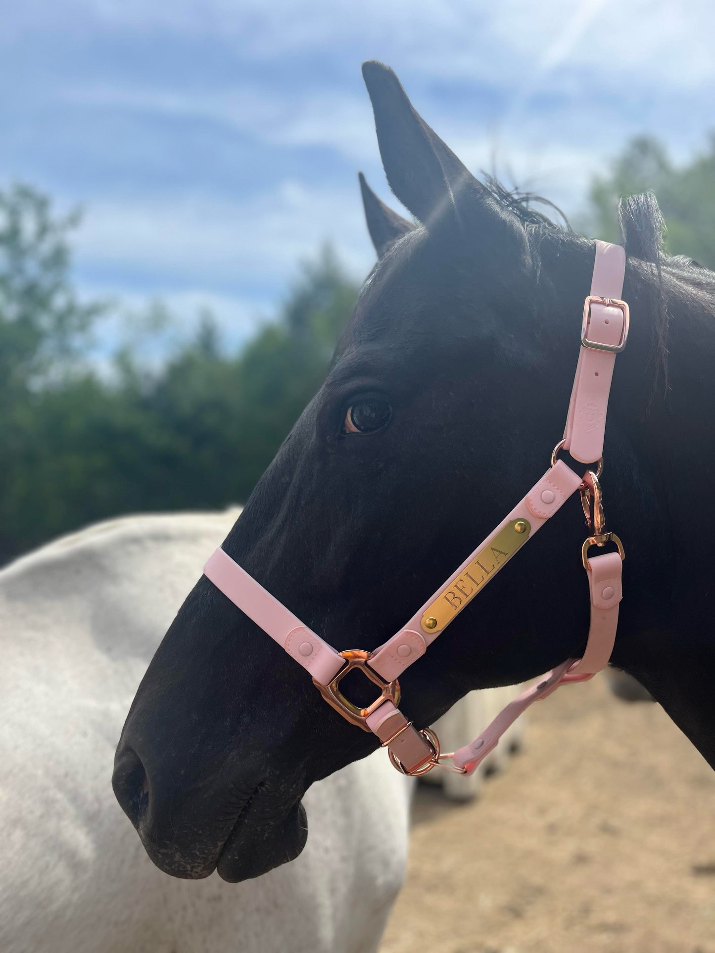 iCavalos Horse Halters