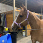 iCavalos Horse Halter Purple