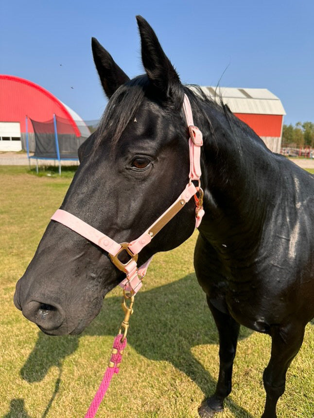 Personalized Halter