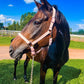 iCavalos Horse Halter Candy Pink