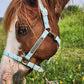iCavalos Horse Halters