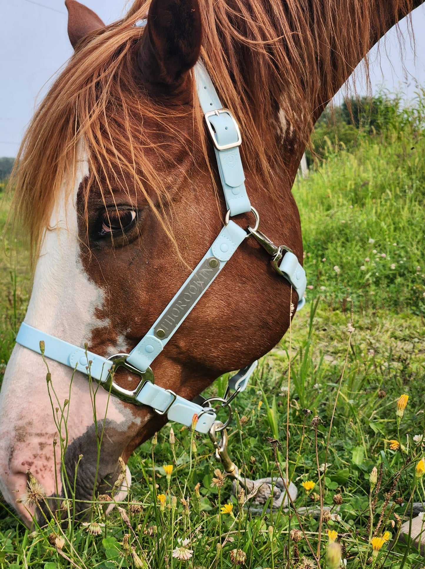 iCavalos Horse Halters
