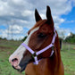 iCavalos Horse Halter Purple