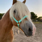 iCavalos Horse Halter Turquoise