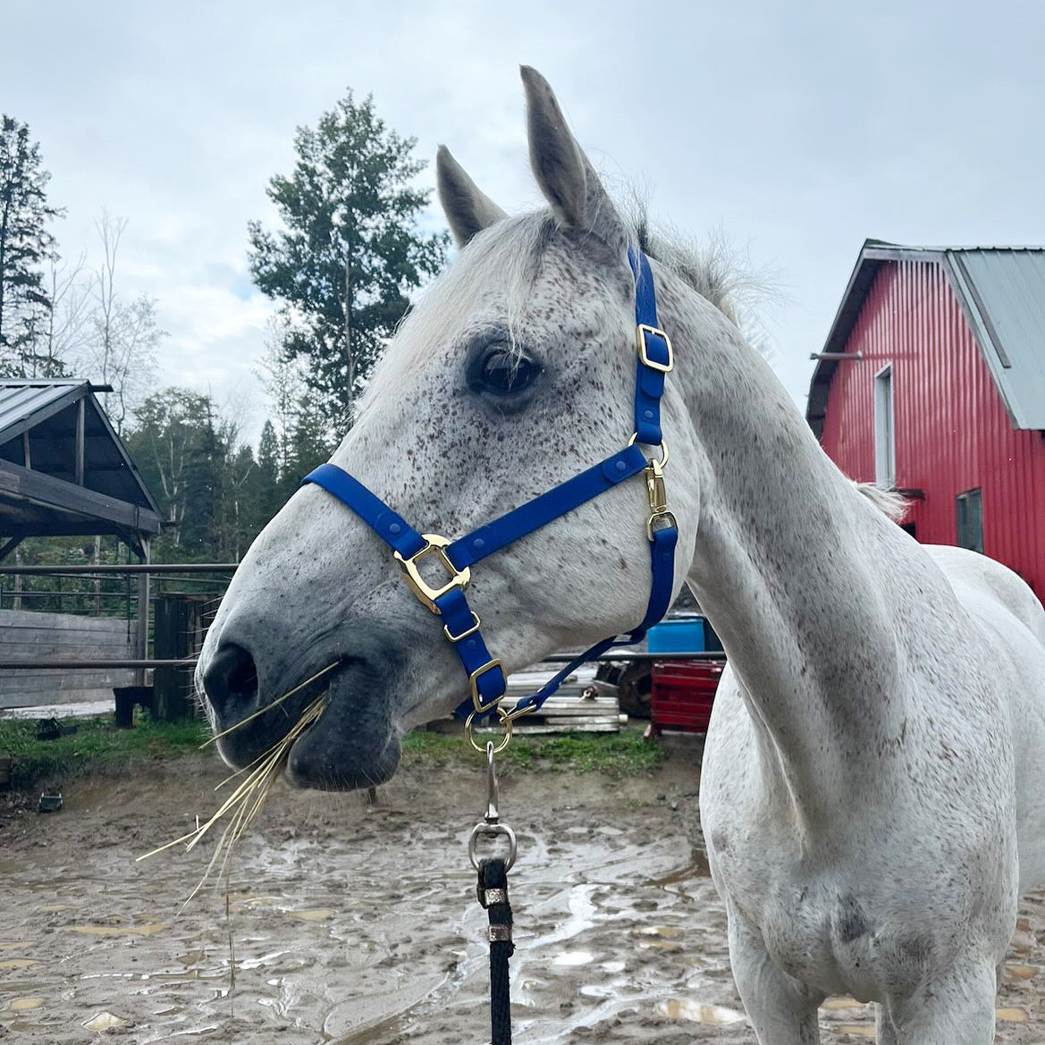 iCavalos Horse Halter Royal Blue