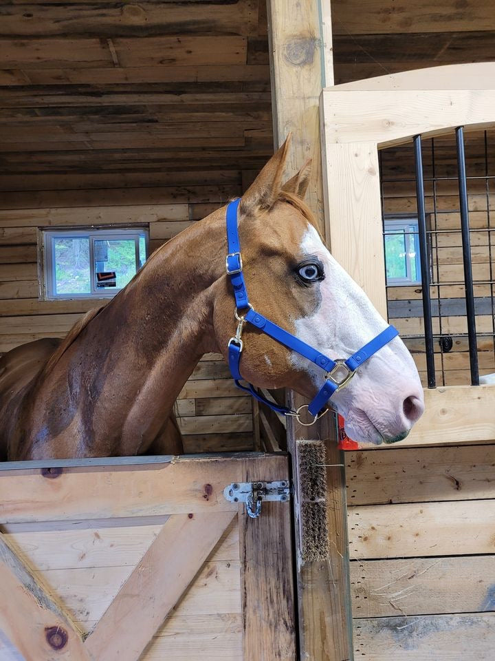 iCavalos Horse Halter Royal Blue