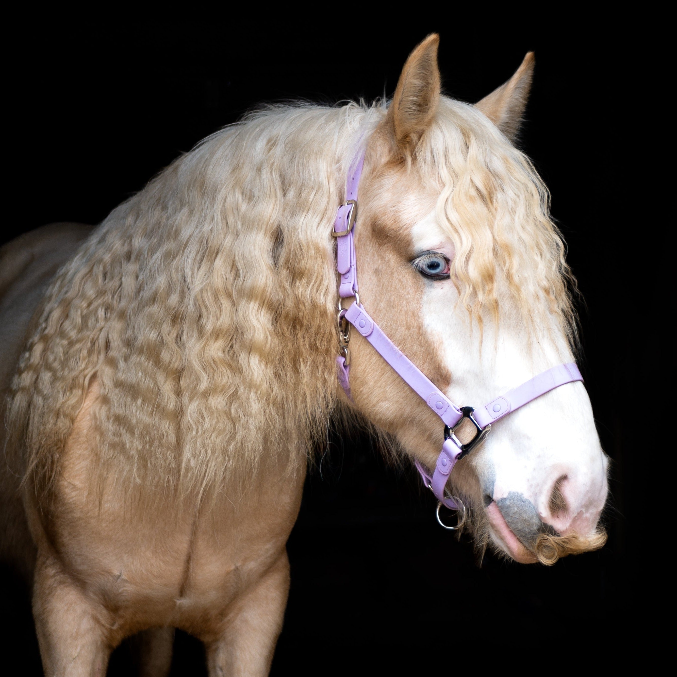 iCavalos Horse Halters