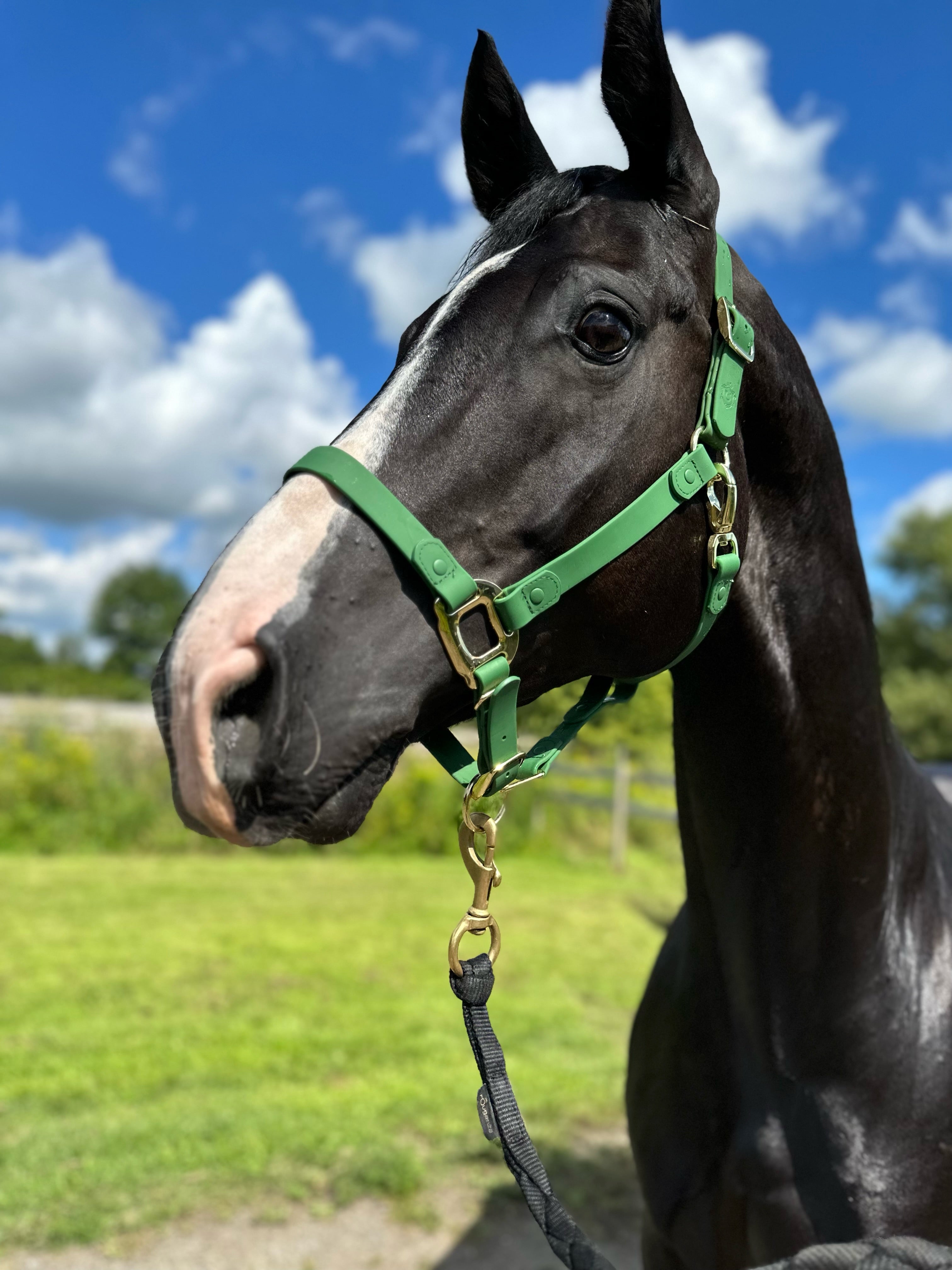 iCavalos Horse Halter Green