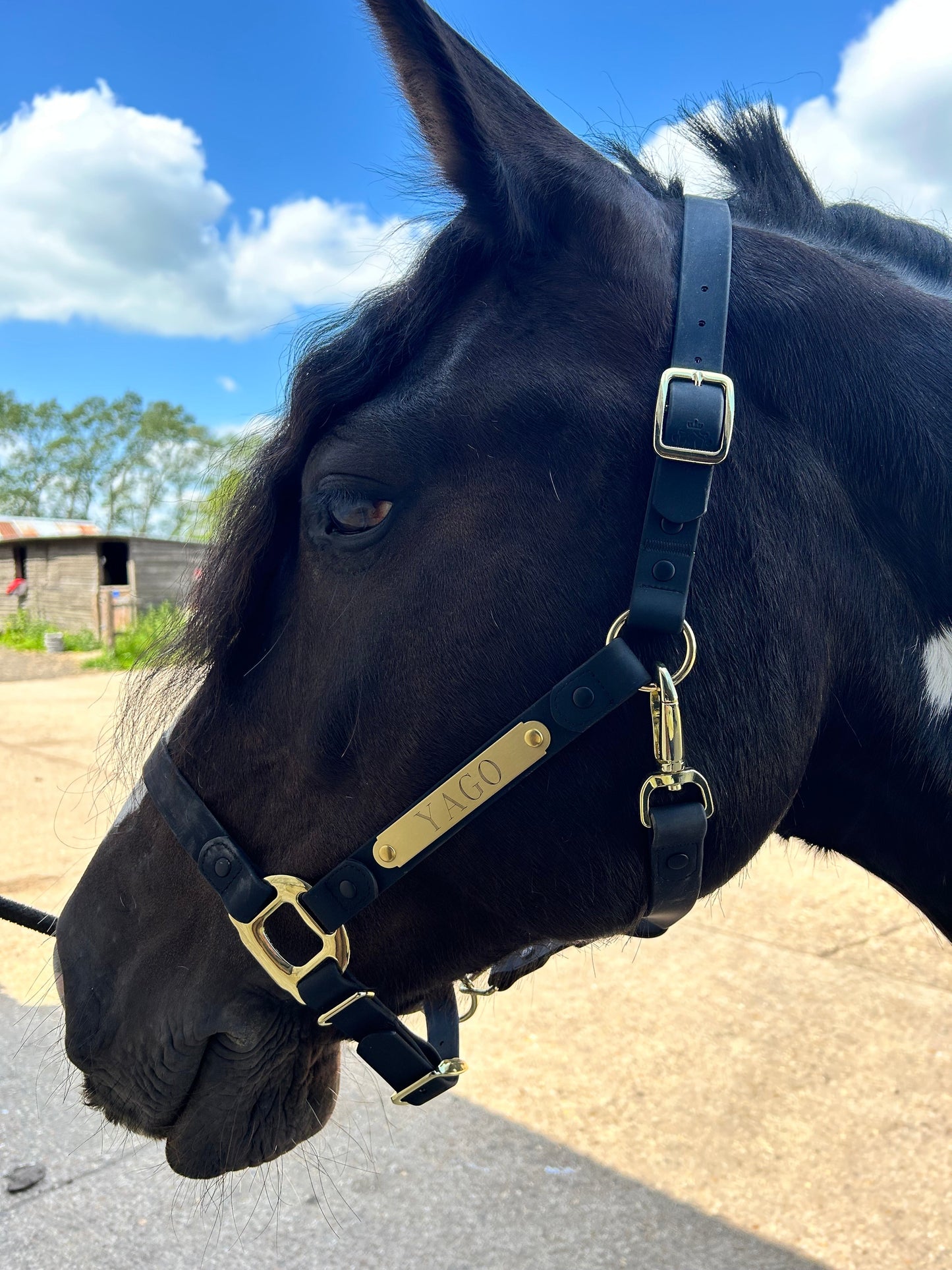 iCavalos Horse Halters