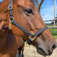iCavalos Horse Halter Black & Gold