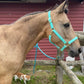 iCavalos Horse Halter Turquoise