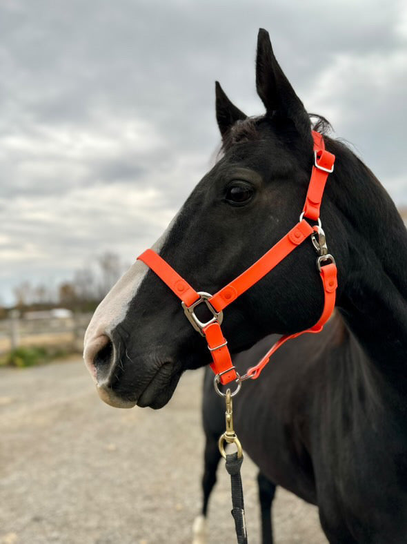 iCavalos Horse Halters
