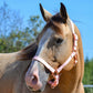 iCavalos Horse Halter Candy Pink