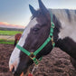 iCavalos Horse Halter Green