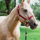 iCavalos Horse Halter Burgundy