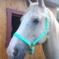 iCavalos Horse Halter Turquoise