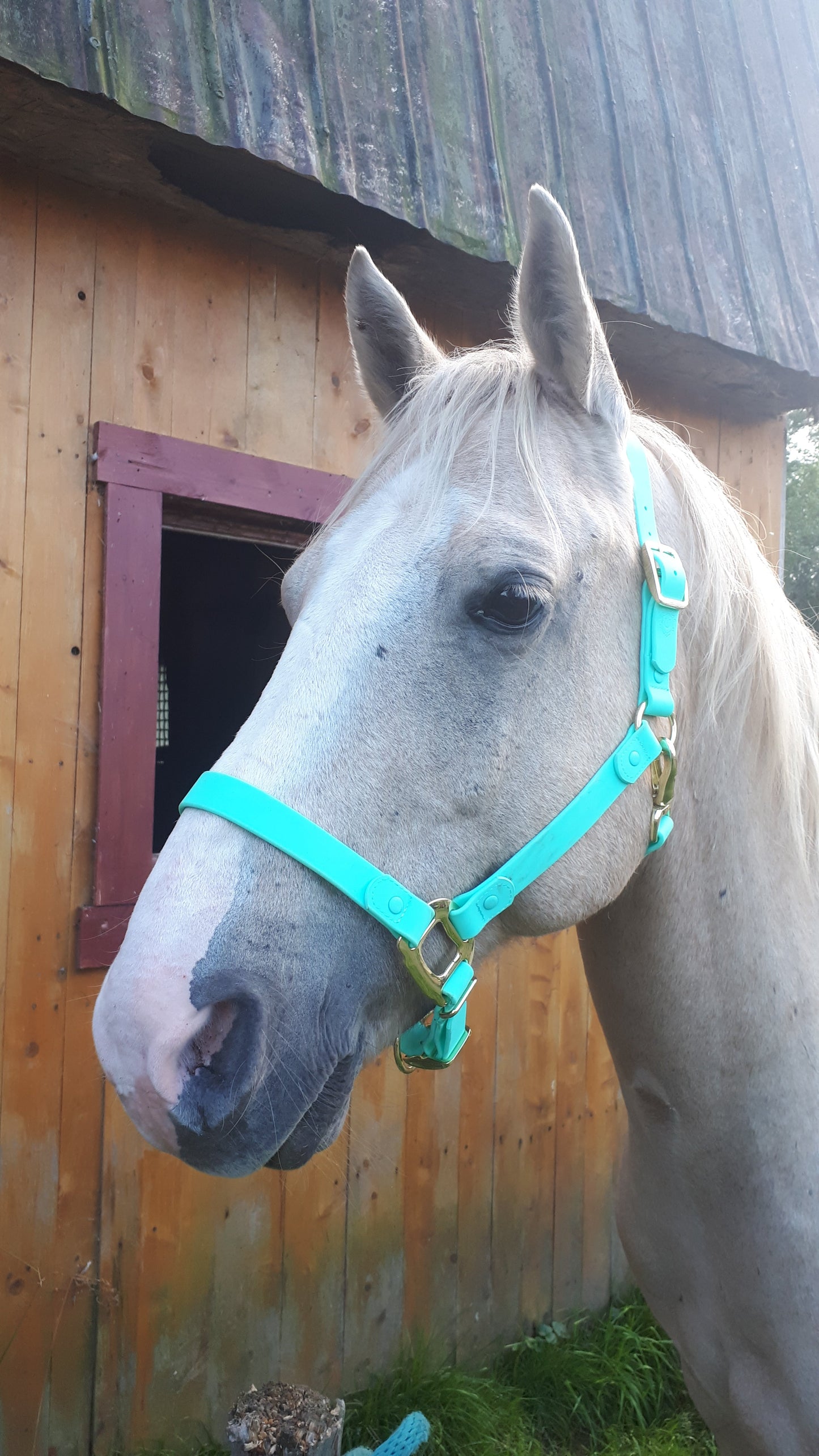 iCavalos Horse Halter Turquoise