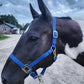 iCavalos Horse Halter Royal Blue