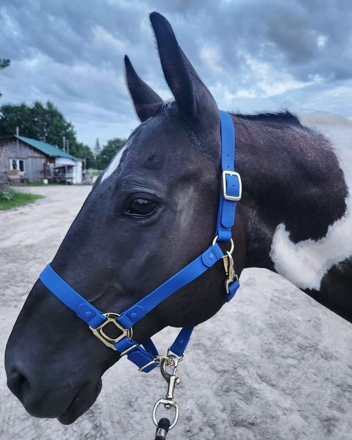 iCavalos Horse Halter Royal Blue