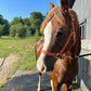 iCavalos Horse Halter Light Brown