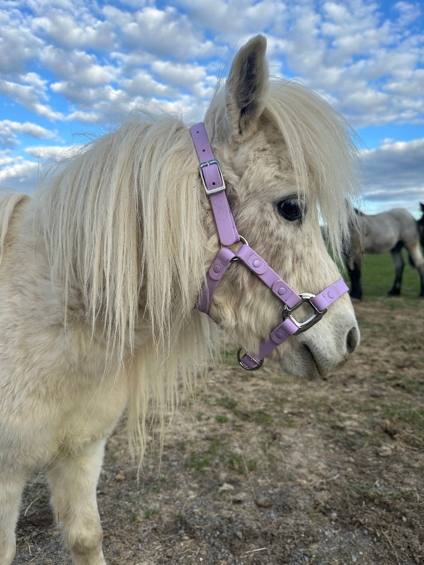 iCavalos Horse Halters