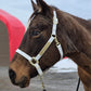 iCavalos Horse Halters