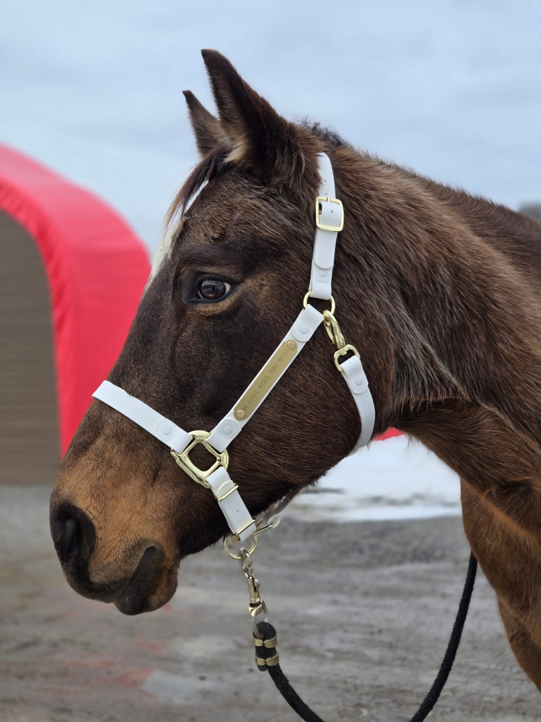iCavalos Horse Halters