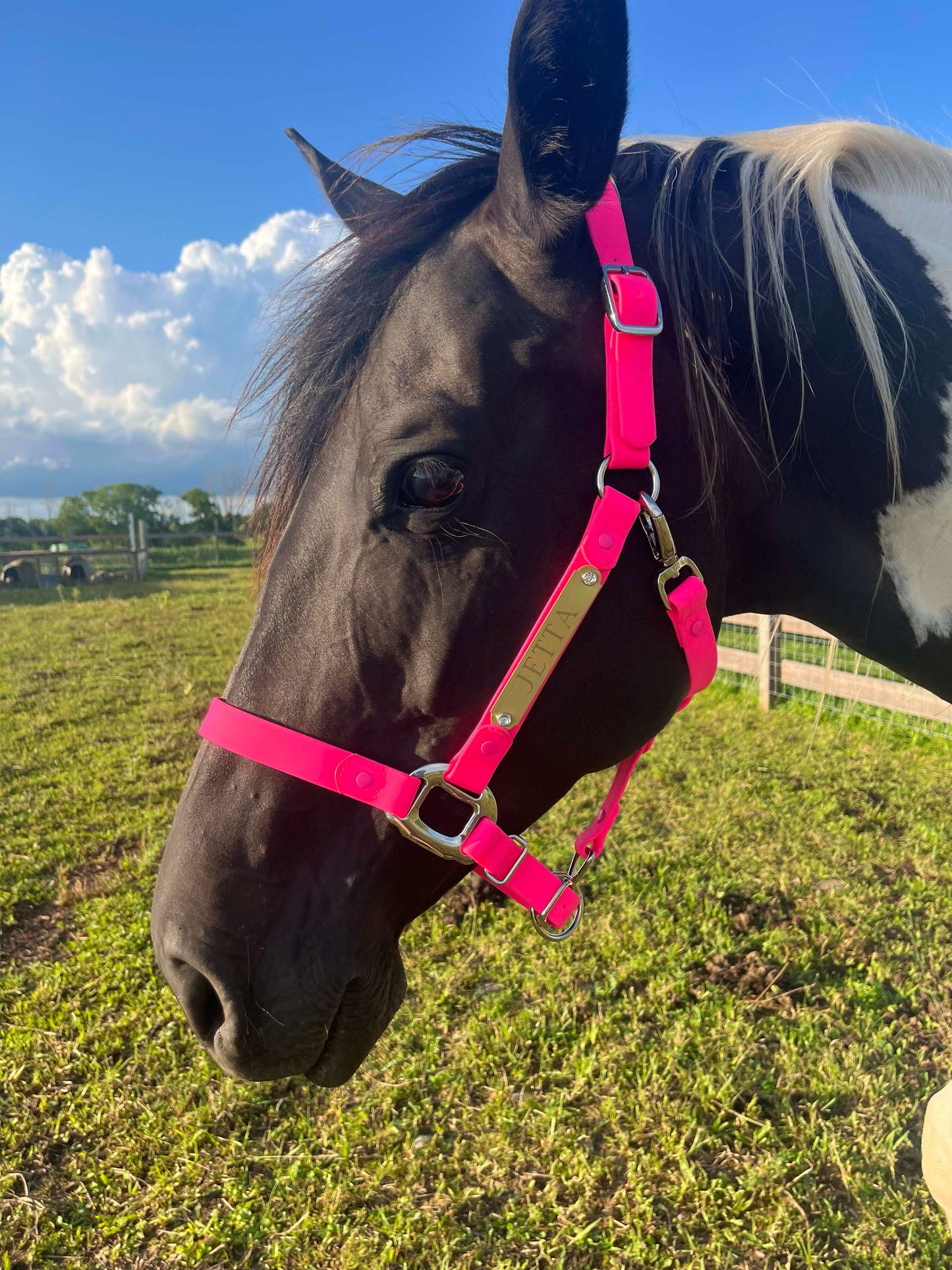 iCavalos Horse Halters