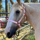 iCavalos Horse Halters
